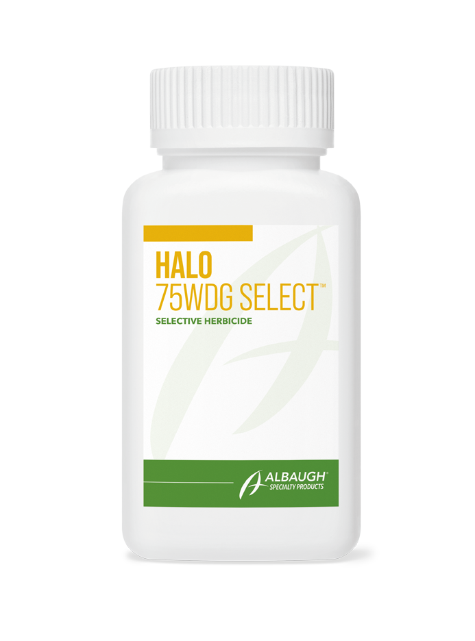 Halo 75 WDG Select